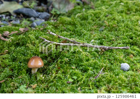 コケに生える小さく可憐なキノコのアップ写真 125986461