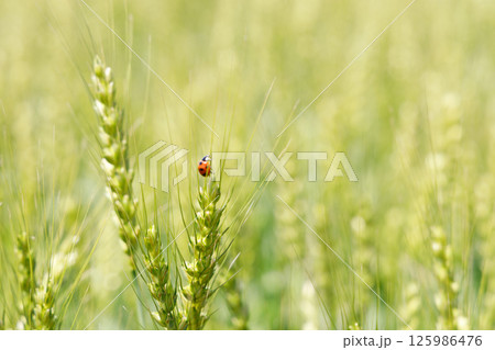 小麦畑 125986476