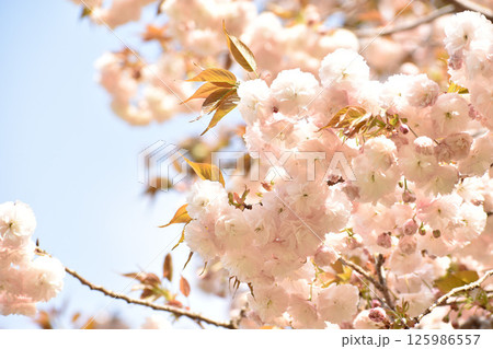 淡いピンクの八重桜 125986557