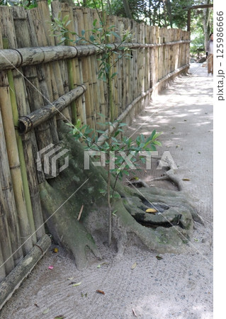 たくましい根 125986666