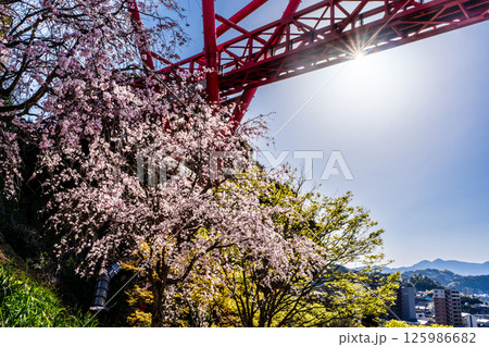 中尾城公園の桜【長崎県西彼杵郡長与町】 125986682