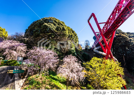 中尾城公園の桜【長崎県西彼杵郡長与町】 125986683