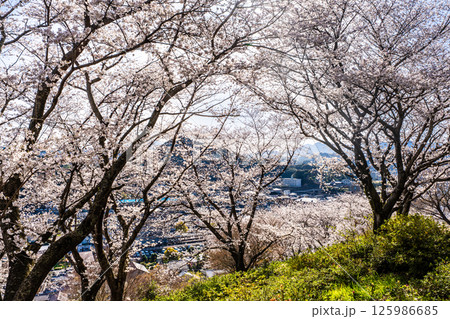中尾城公園の桜【長崎県西彼杵郡長与町】 中尾城公園の桜【長崎県西彼杵郡長与町】 125986685