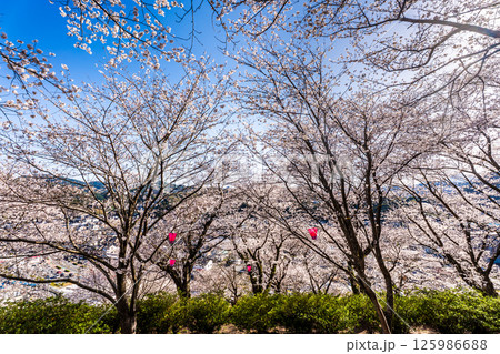 中尾城公園の桜【長崎県西彼杵郡長与町】 125986688