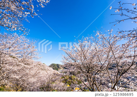 中尾城公園の桜【長崎県西彼杵郡長与町】 125986695