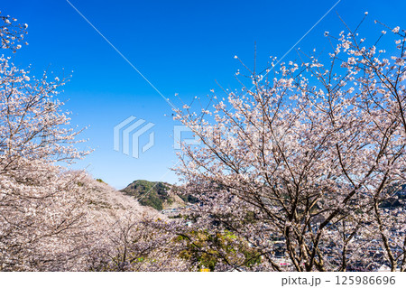 中尾城公園の桜【長崎県西彼杵郡長与町】 125986696