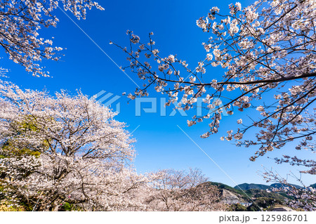 中尾城公園の桜【長崎県西彼杵郡長与町】 125986701