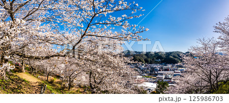 中尾城公園の桜 パノラマ【長崎県西彼杵郡長与町】 中尾城公園の桜 パノラマ【長崎県西彼杵郡長与町】 125986703