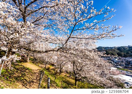 中尾城公園の桜【長崎県西彼杵郡長与町】 125986704