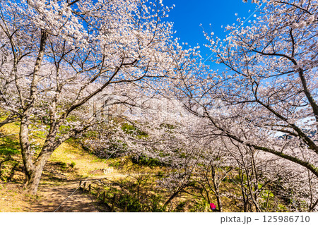 中尾城公園の桜【長崎県西彼杵郡長与町】 125986710