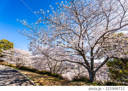 中尾城公園の桜【長崎県西彼杵郡長与町】 中尾城公園の桜【長崎県西彼杵郡長与町】 125986712