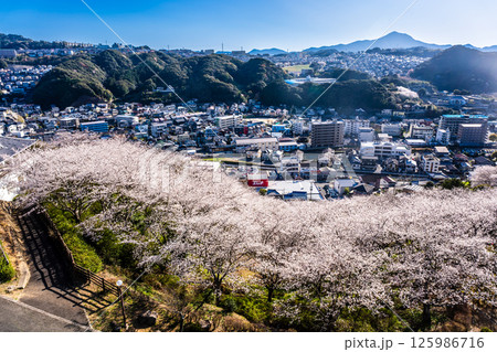 中尾城公園の桜【長崎県西彼杵郡長与町】 125986716