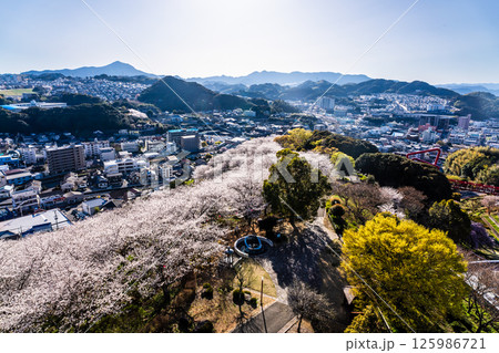 中尾城公園の桜【長崎県西彼杵郡長与町】 125986721