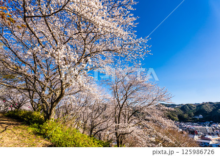 中尾城公園の桜【長崎県西彼杵郡長与町】 中尾城公園の桜【長崎県西彼杵郡長与町】 125986726