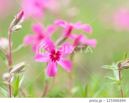 庭に咲いたピンクの芝桜 125986894