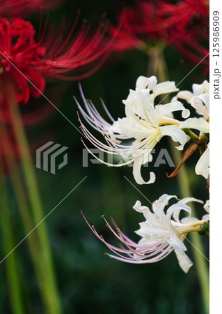 秋9月野原に咲いた白と赤の彼岸花 秋9月野原に咲いた白と赤の彼岸花 125986909