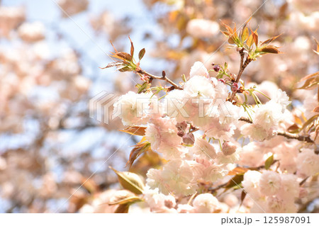 淡いピンクの八重桜 125987091