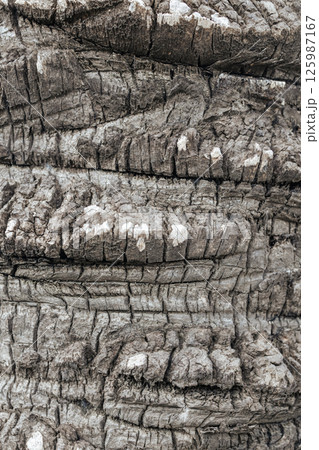 Vertical texture of palm tree bark. Close-up texture of tropical tree. Vertical texture of palm tree bark. Close-up texture of tropical tree. 125987167