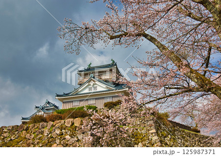 さくら満開の大野城 さくら満開の大野城 125987371