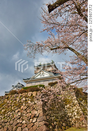さくら満開の大野城 125987372