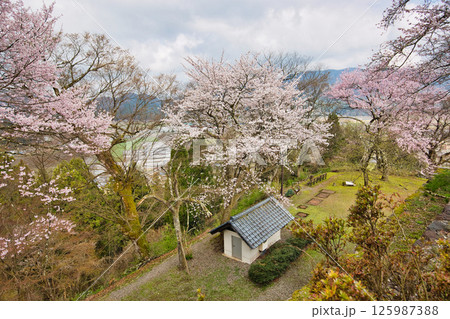 さくら満開の大野城 125987388