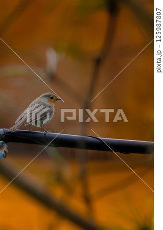 Robin redbreast is small brownish 125987807