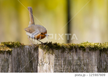 A Robin stands on a fence with insects A Robin stands on a fence with insects 125987809