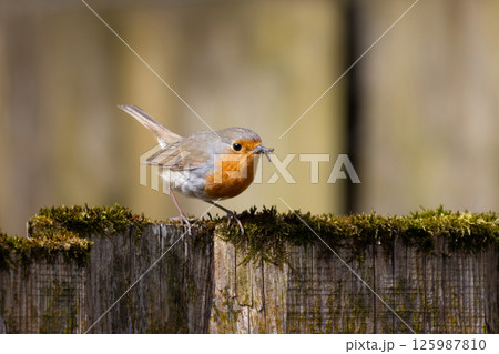 A Robin stands on a fence with insects 125987810