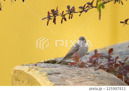 Lesser whitethroat, Sylvia curruca. Bird sings while sitting Lesser whitethroat, Sylvia curruca. Bird sings while sitting 125987811