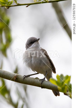 Lesser whitethroat, Sylvia curruca. A bird sits on a branch Lesser whitethroat, Sylvia curruca. A bird sits on a branch 125987819
