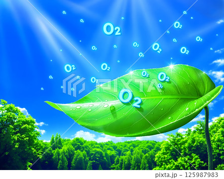 太陽光があたり活発に酸素を出す水滴のついた緑の葉 125987983