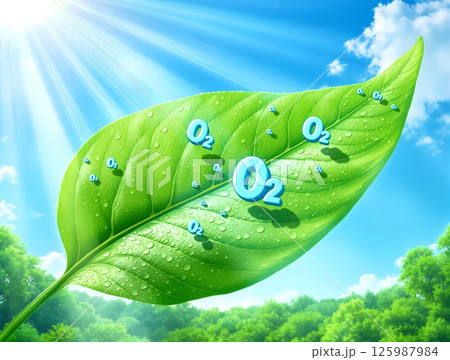 太陽光があたり活発に酸素を出す水滴のついた緑の葉 125987984