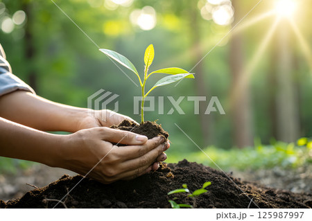 森の前で土と共に両手ですくいあげた緑の幼木 125987997