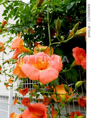 ノウゼンカズラ 125988068