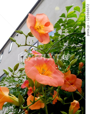 ノウゼンカズラ 125988072