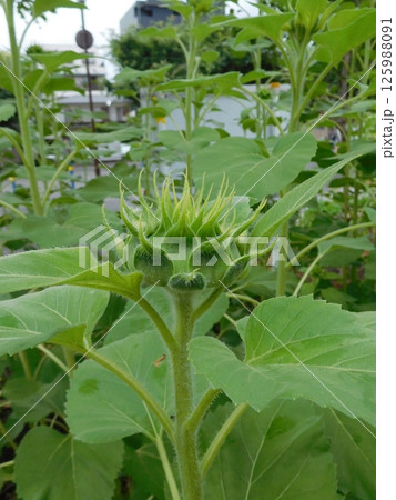 蕾のヒマワリ  蕾のヒマワリ  125988091