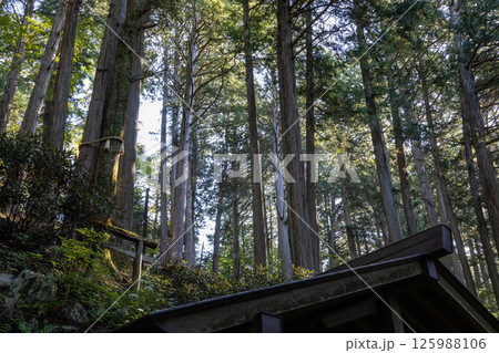 秩父三峯神社 秋の境内風景 ご縁の木 秩父三峯神社 秋の境内風景 ご縁の木 125988106