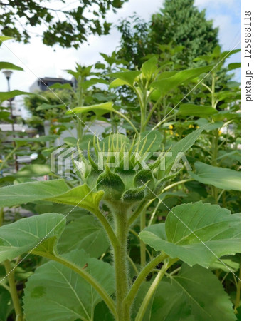 蕾のヒマワリ　 125988118