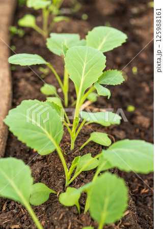 Close-up of young cabbage seedlings on fertile dark soil in spring Close-up of young cabbage seedlings on fertile dark soil in spring 125988161