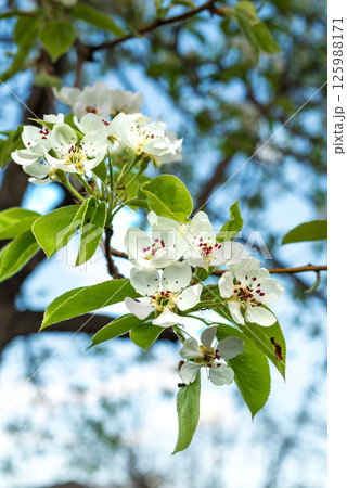 Beautiful pear tree flowers on branch in spring. Close-up of white inflorescences of pear tree. 125988171