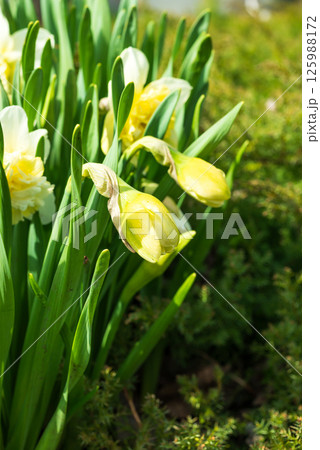 Blooming yellow daffodils in a flower bed in spring 125988172