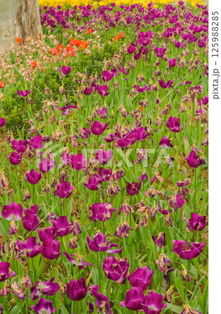 Vibrant purple tulips blooming in a lush garden with colorful flowers surrounding them. High quality photo Vibrant purple tulips blooming in a lush garden with colorful flowers surrounding them. High quality photo 125988285