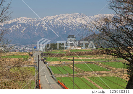さくらと勝山城 125988311