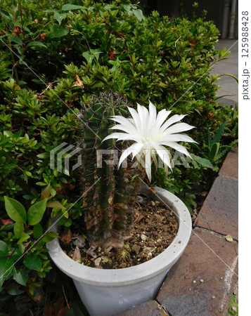 白いサボテンの花 白いサボテンの花 125988428