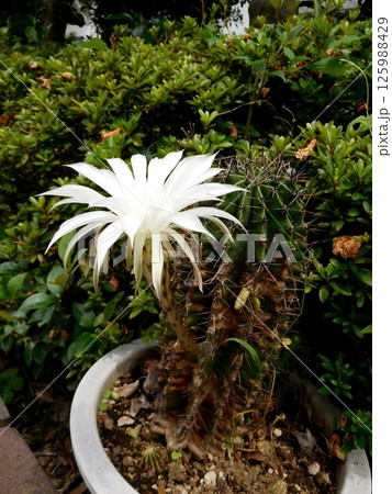 白いサボテンの花 白いサボテンの花 125988429