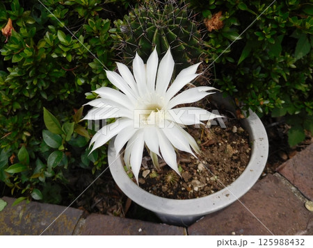白いサボテンの花 白いサボテンの花 125988432