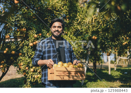 Gardener picking an orange with scissor in the oranges field garden. Gardener picking an orange with scissor in the oranges field garden. 125988443