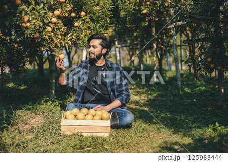 Gardener picking an orange with scissor in the oranges field garden. 125988444