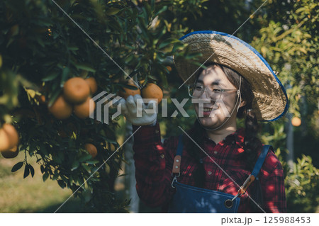 Gardener picking an orange with scissor in the oranges field garden. 125988453