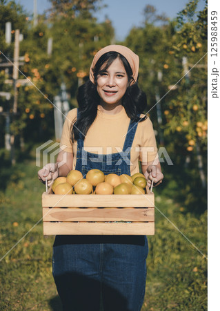 Gardener picking an orange with scissor in the oranges field garden. 125988459